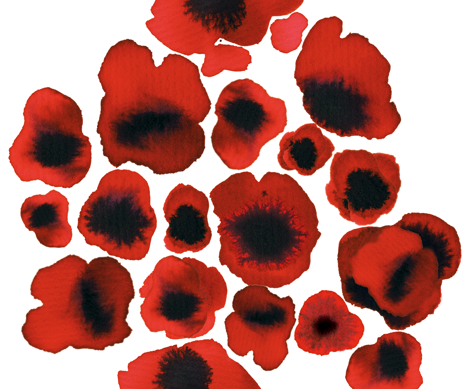 poppies©marina kanavaki