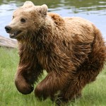 Brown_bear_(Ursus_arctos_arctos)_running