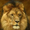 Lion-Getty