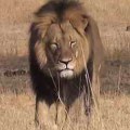rs_300x300-150728134433-600.Cecil-The-Lion.jl.072815