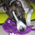 Hera and her purple&nbsp;elephant