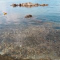 20170919_170303sinking rocks&leaf