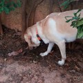 20171011_152015EveSniffing