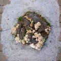 20171021_083628UrbanFungi