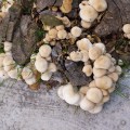 20171021_083640UrbanFungi