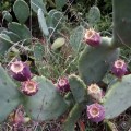 20171025_165318PricklyPears