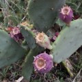 20171025_165336PricklyPears2