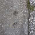 20171103_082118PawPrintsonConcrete