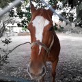 20171109_151736Horse