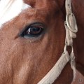 20171109_151805HorseEye