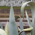 20171201_082453CactusRailTracks