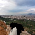 20171220_093542AthensViewDog