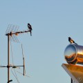 DSC_0894 (1)08122017TwoBirds
