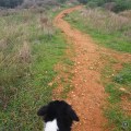 20180110_102201DogTrail