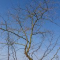 20180207_101942TreeBranches