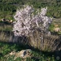20180212_092645FilotheiHillBlossoming