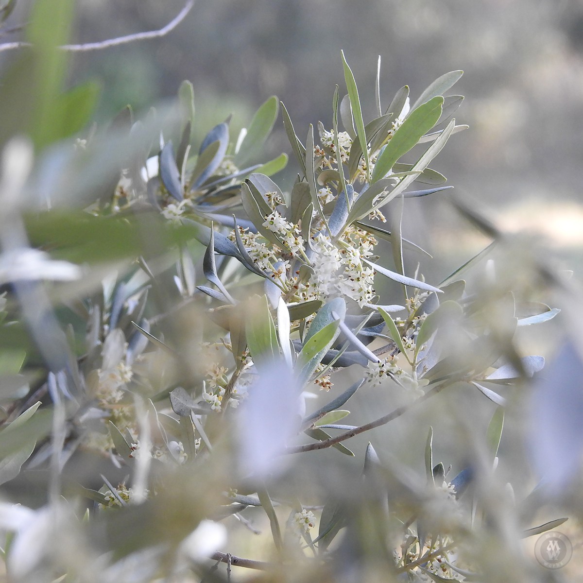 Olive Tree Blossoms: Day & Night&nbsp;Sounds