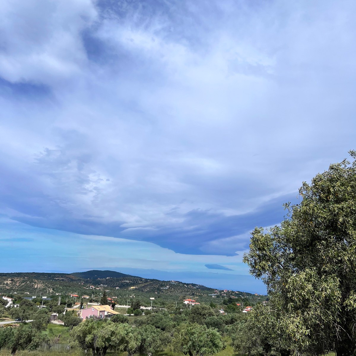 P.W.* & a Split Olive&nbsp;Tree